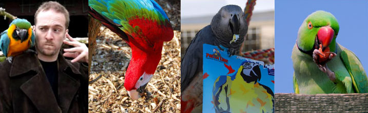 parrots